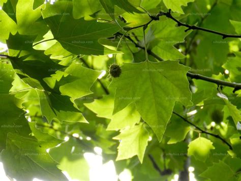 草梧桐|福星花園: 草梧桐